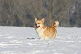 CORGI PEMBROKE 916